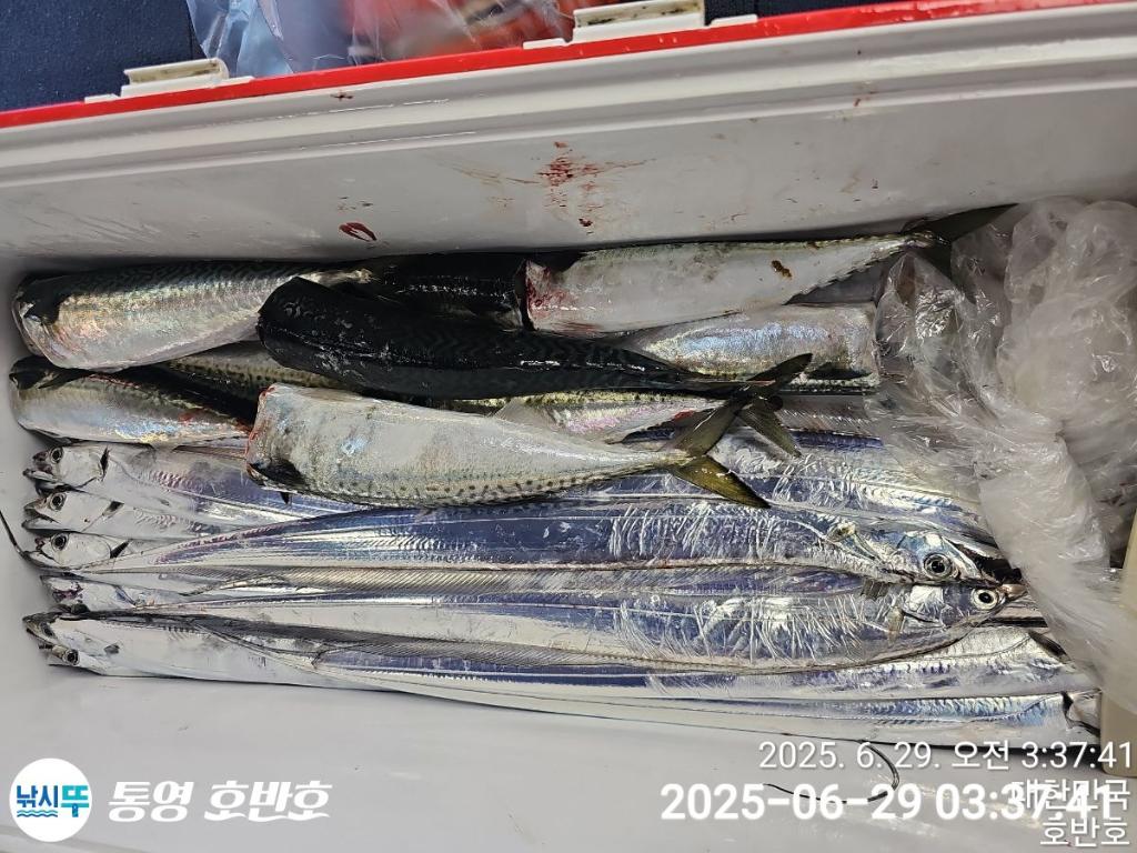 낚시뚜,갈치,한치,통영 신전항,통영호반호,낚시뚜24