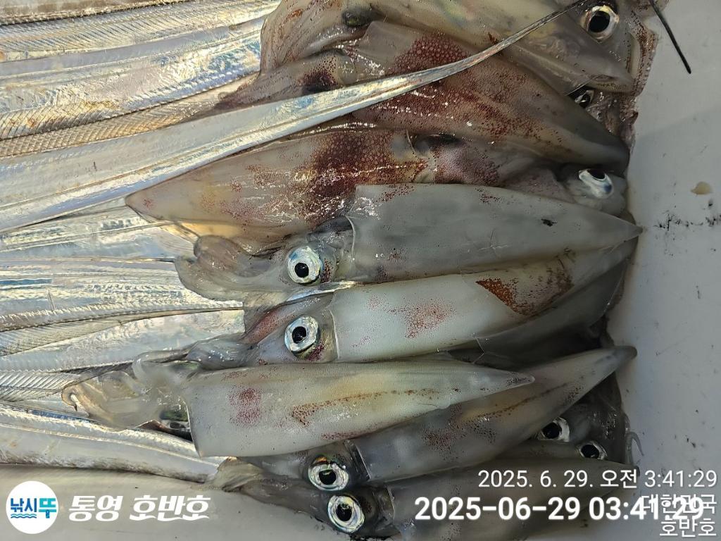 낚시뚜,갈치,한치,통영 신전항,통영호반호,낚시뚜23