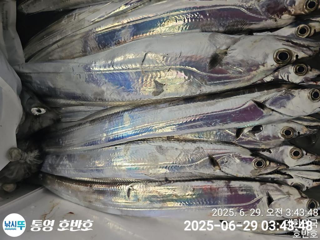 낚시뚜,갈치,한치,통영 신전항,통영호반호,낚시뚜21
