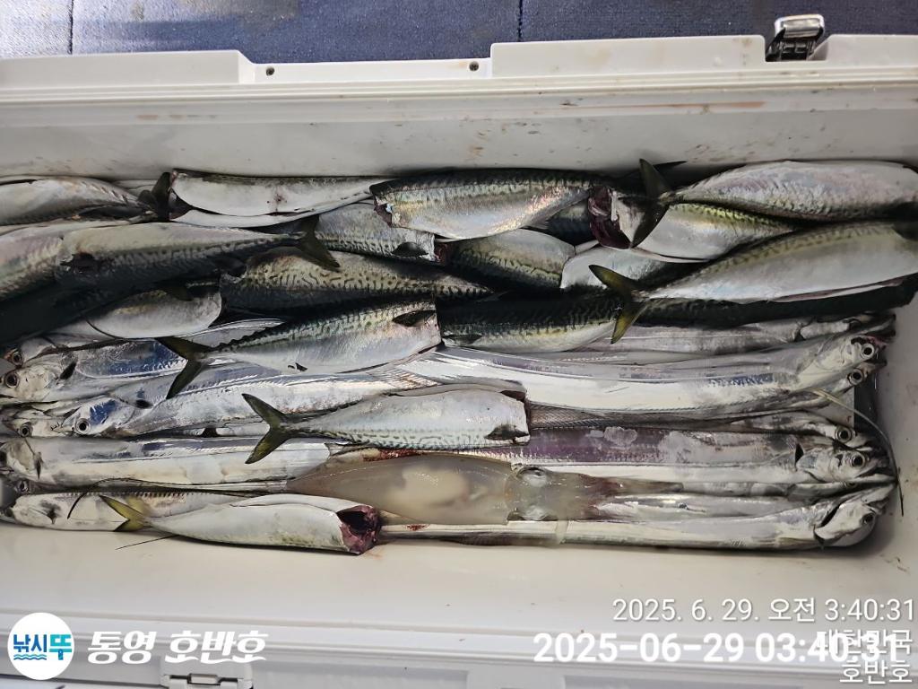 낚시뚜,갈치,한치,통영 신전항,통영호반호,낚시뚜20