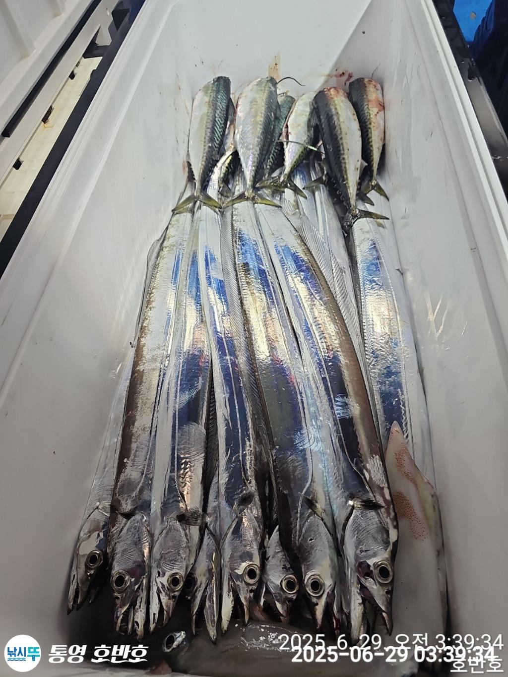낚시뚜,갈치,한치,통영 신전항,통영호반호,낚시뚜18