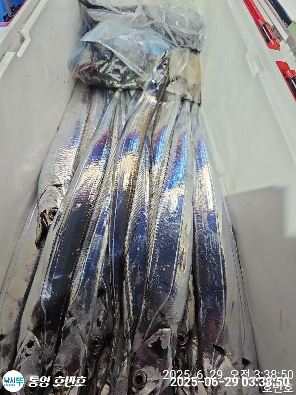낚시뚜,갈치,한치,통영 신전항,통영호반호,낚시뚜17