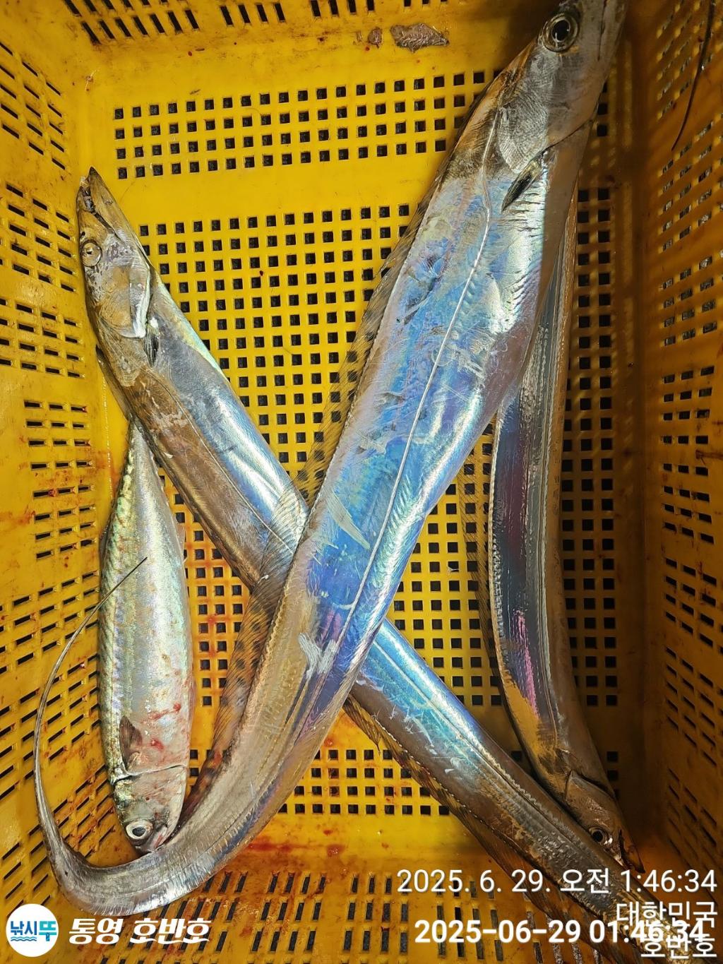 낚시뚜,갈치,한치,통영 신전항,통영호반호,낚시뚜15