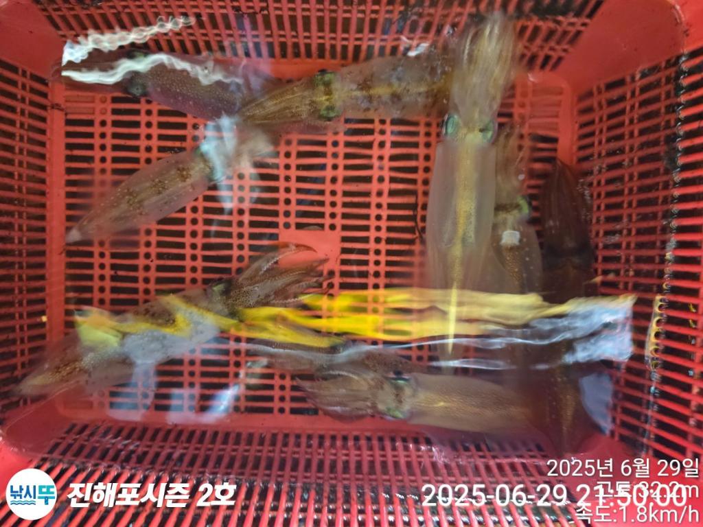낚시뚜,오징어,한치,진해행암항,진해포시즌 2호,낚시뚜4