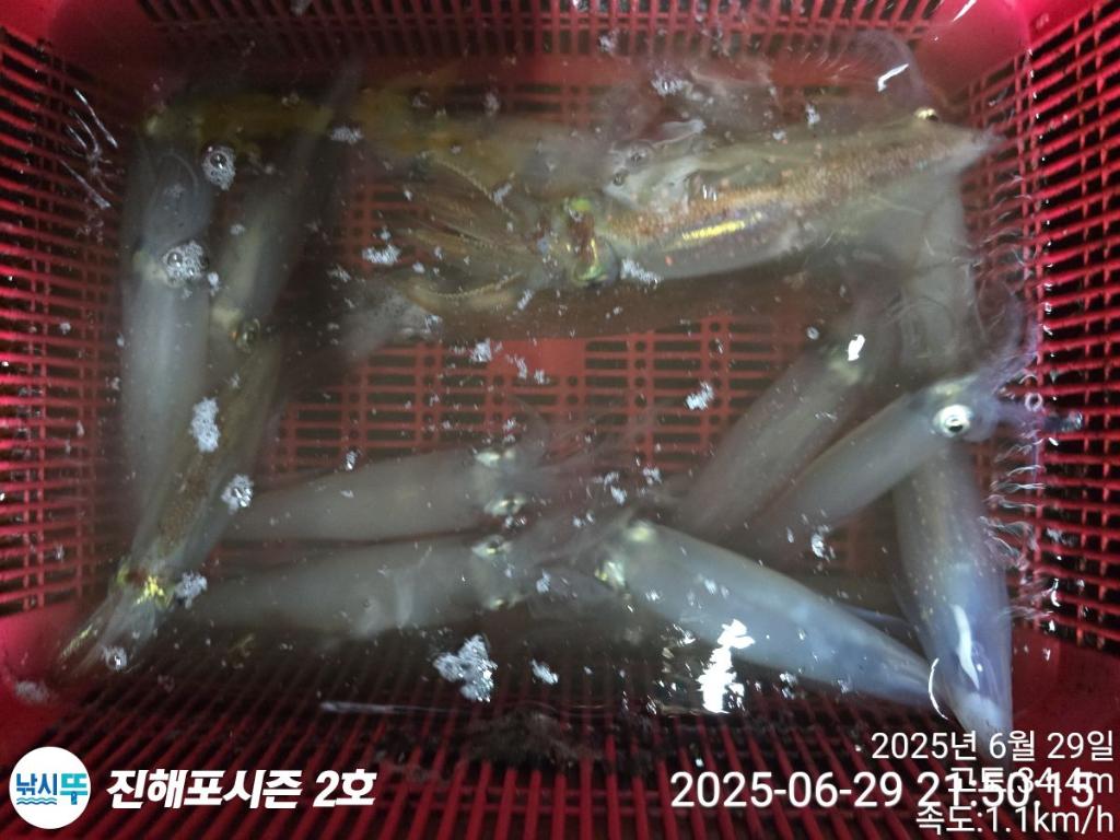 낚시뚜,오징어,한치,진해행암항,진해포시즌 2호,낚시뚜3
