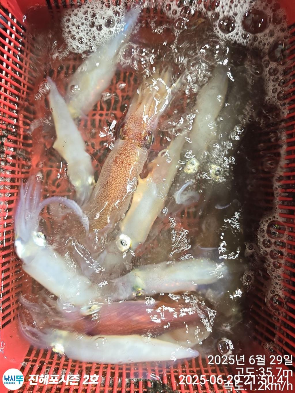 낚시뚜,오징어,한치,진해행암항,진해포시즌 2호,낚시뚜0