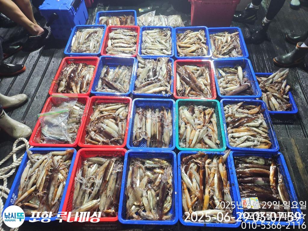 낚시뚜,오징어,화살촉오징어,구룡포항,포항 루나피싱,낚시뚜9