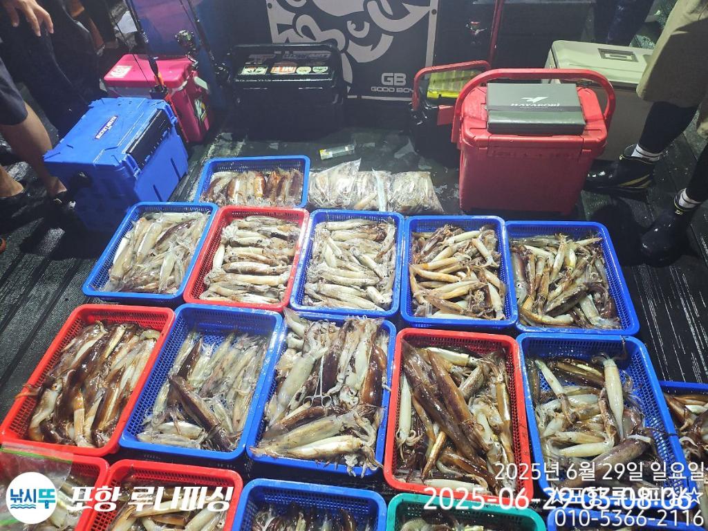 낚시뚜,오징어,화살촉오징어,구룡포항,포항 루나피싱,낚시뚜8