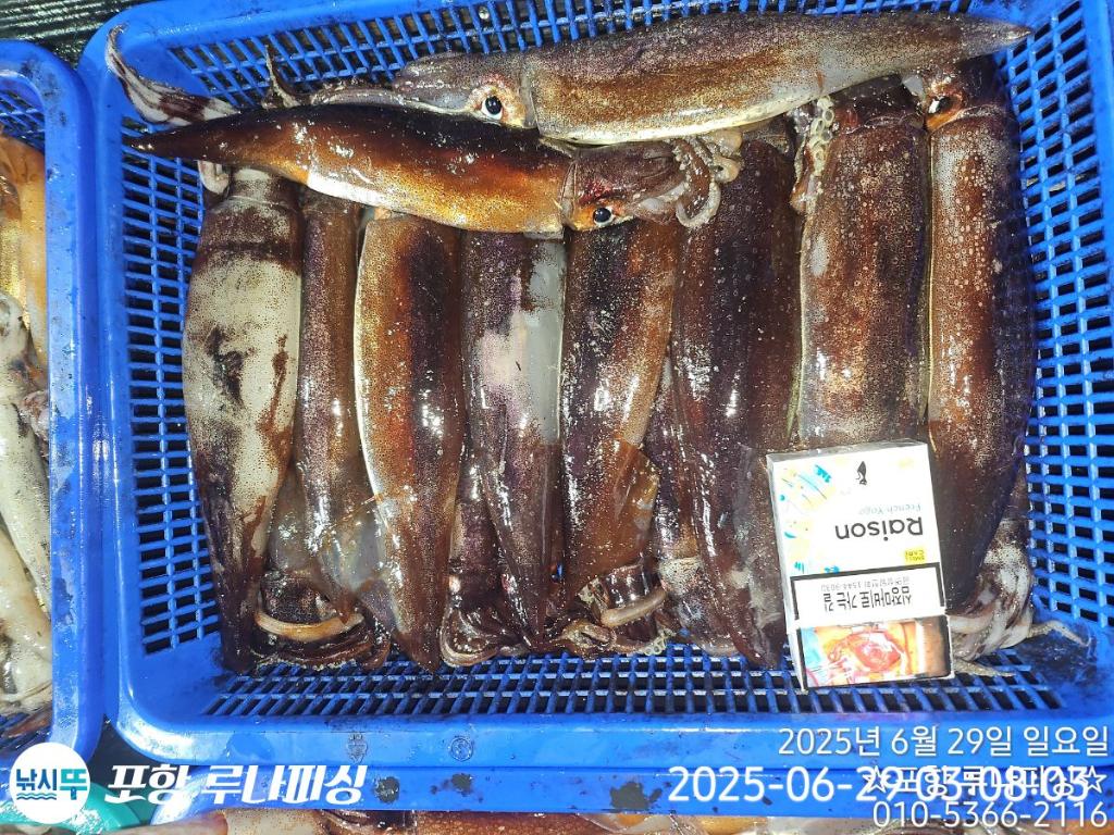 낚시뚜,오징어,화살촉오징어,구룡포항,포항 루나피싱,낚시뚜6