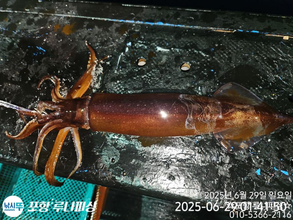 낚시뚜,오징어,화살촉오징어,구룡포항,포항 루나피싱,낚시뚜5