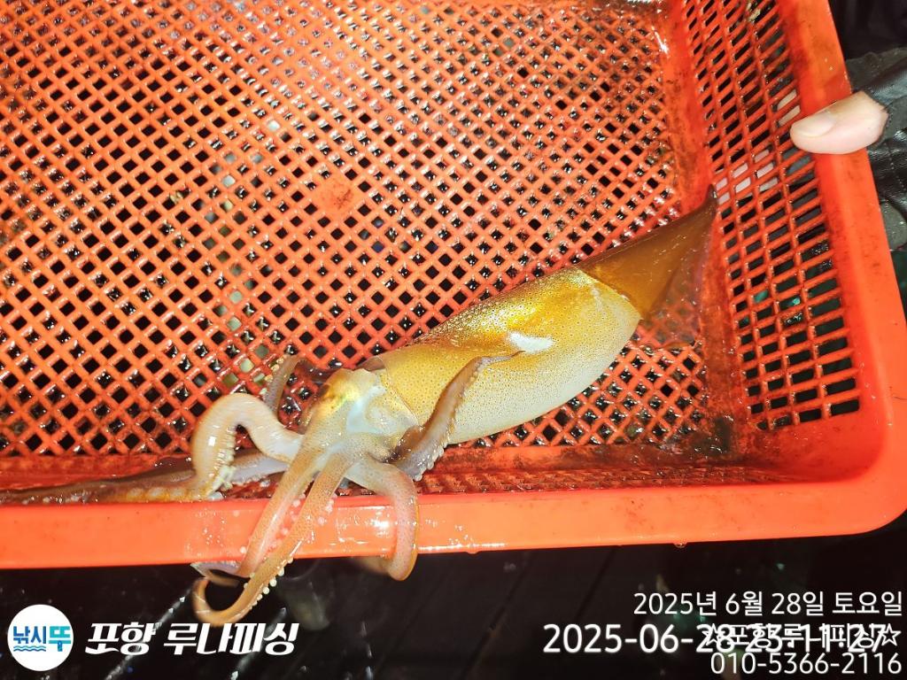 낚시뚜,오징어,화살촉오징어,구룡포항,포항 루나피싱,낚시뚜1
