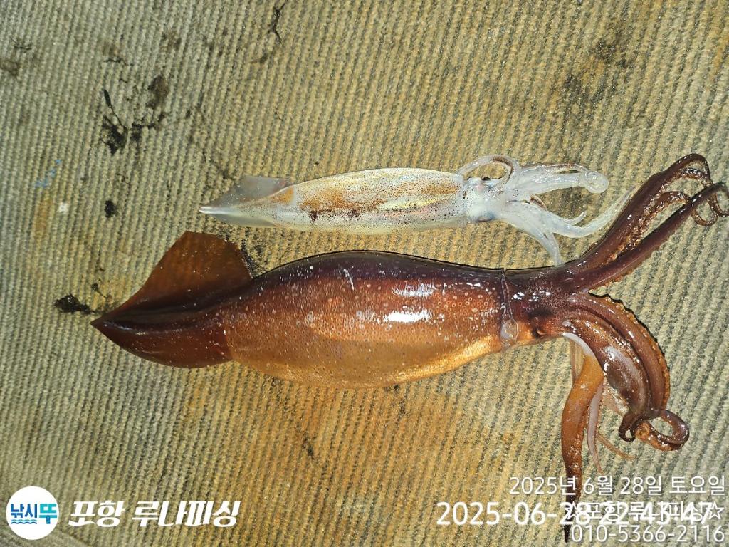 낚시뚜,오징어,화살촉오징어,구룡포항,포항 루나피싱,낚시뚜0