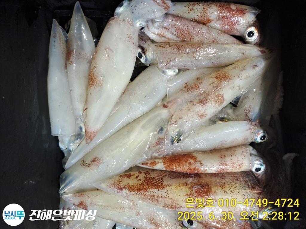 낚시뚜,오징어,한치,진해수도항,진해은빛피싱,낚시뚜9