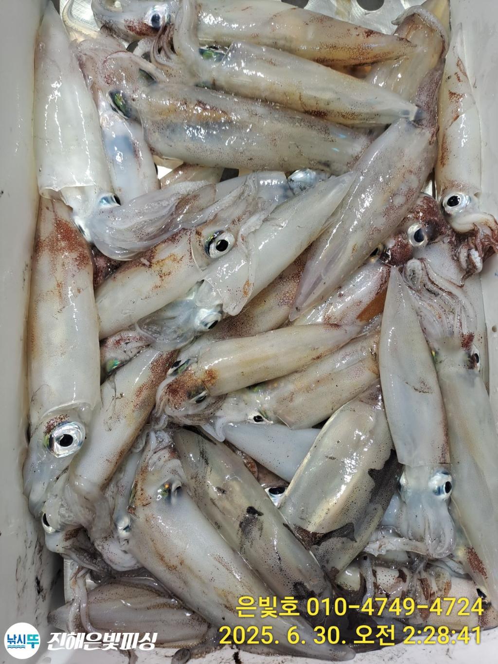 낚시뚜,오징어,한치,진해수도항,진해은빛피싱,낚시뚜8