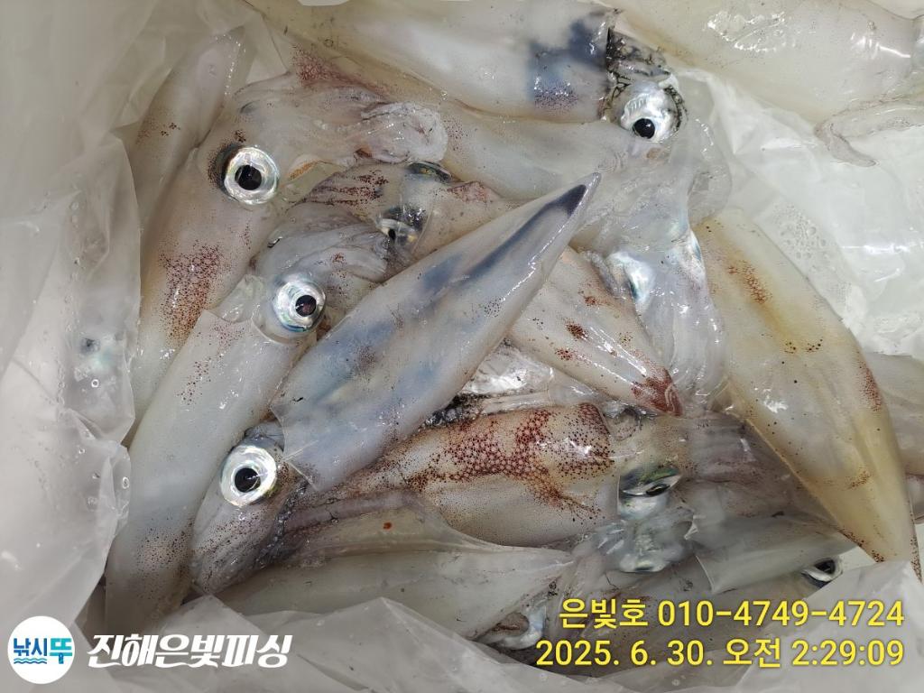 낚시뚜,오징어,한치,진해수도항,진해은빛피싱,낚시뚜7