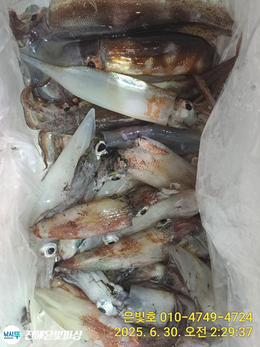 낚시뚜,오징어,한치,진해수도항,진해은빛피싱,낚시뚜5