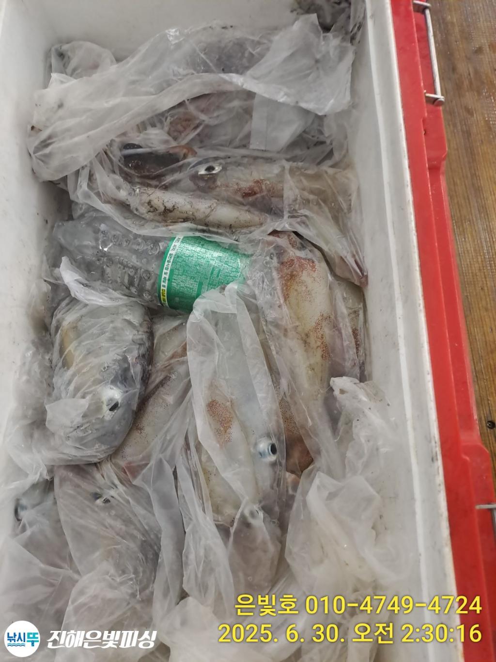 낚시뚜,오징어,한치,진해수도항,진해은빛피싱,낚시뚜4