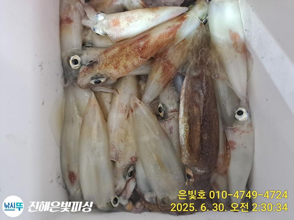 낚시뚜,오징어,한치,진해수도항,진해은빛피싱,낚시뚜3