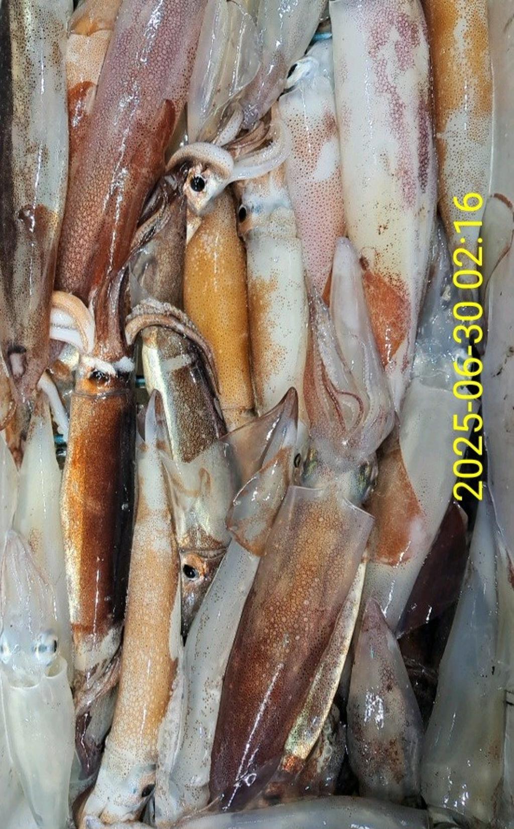 기타 (직접입력), 삼포대교낚시, 낚시뚜