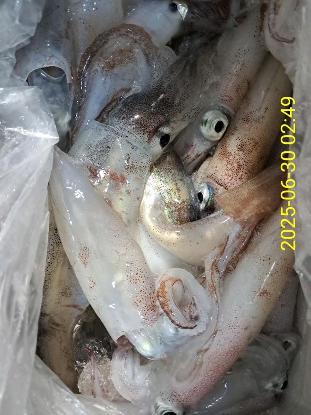 기타 (직접입력), 삼포대교낚시, 낚시뚜