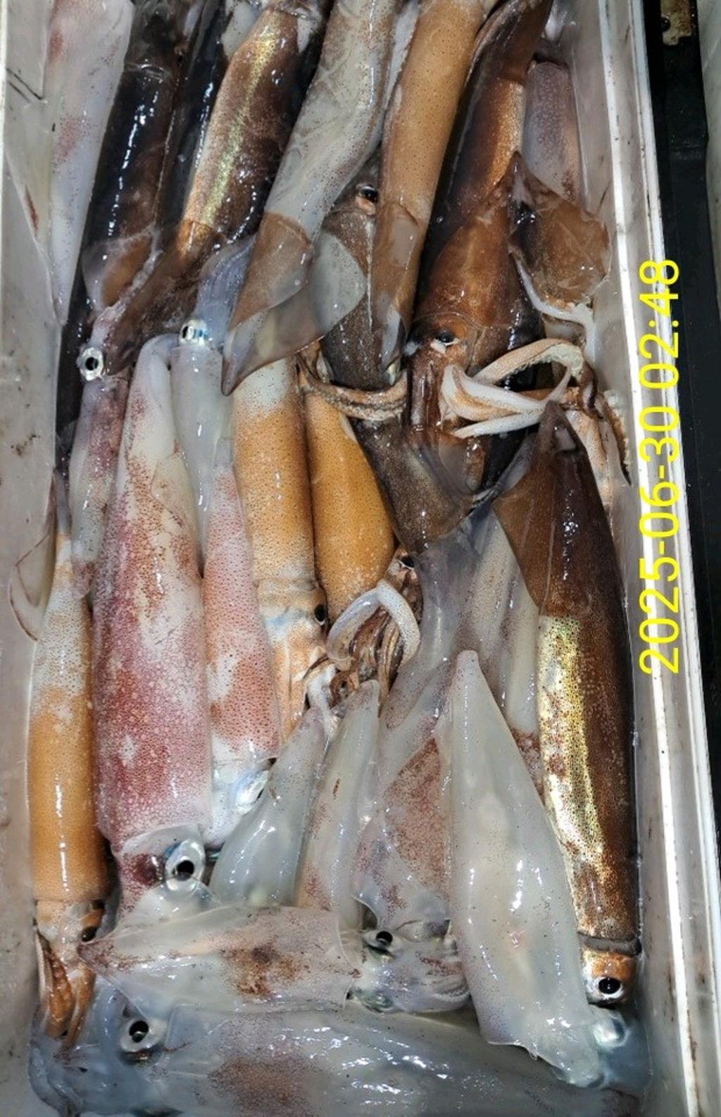 기타 (직접입력), 삼포대교낚시, 낚시뚜