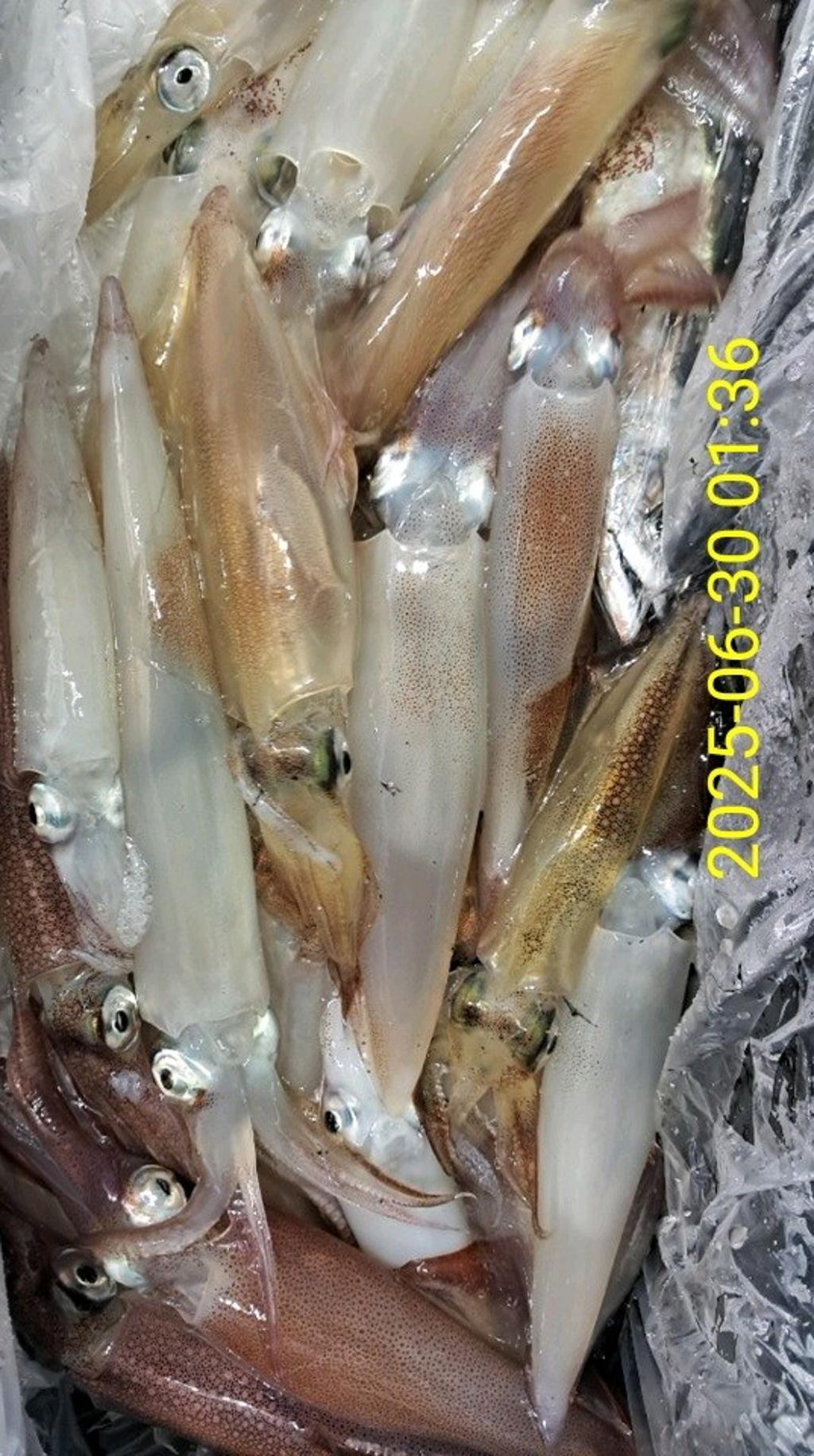 기타 (직접입력), 삼포대교낚시, 낚시뚜
