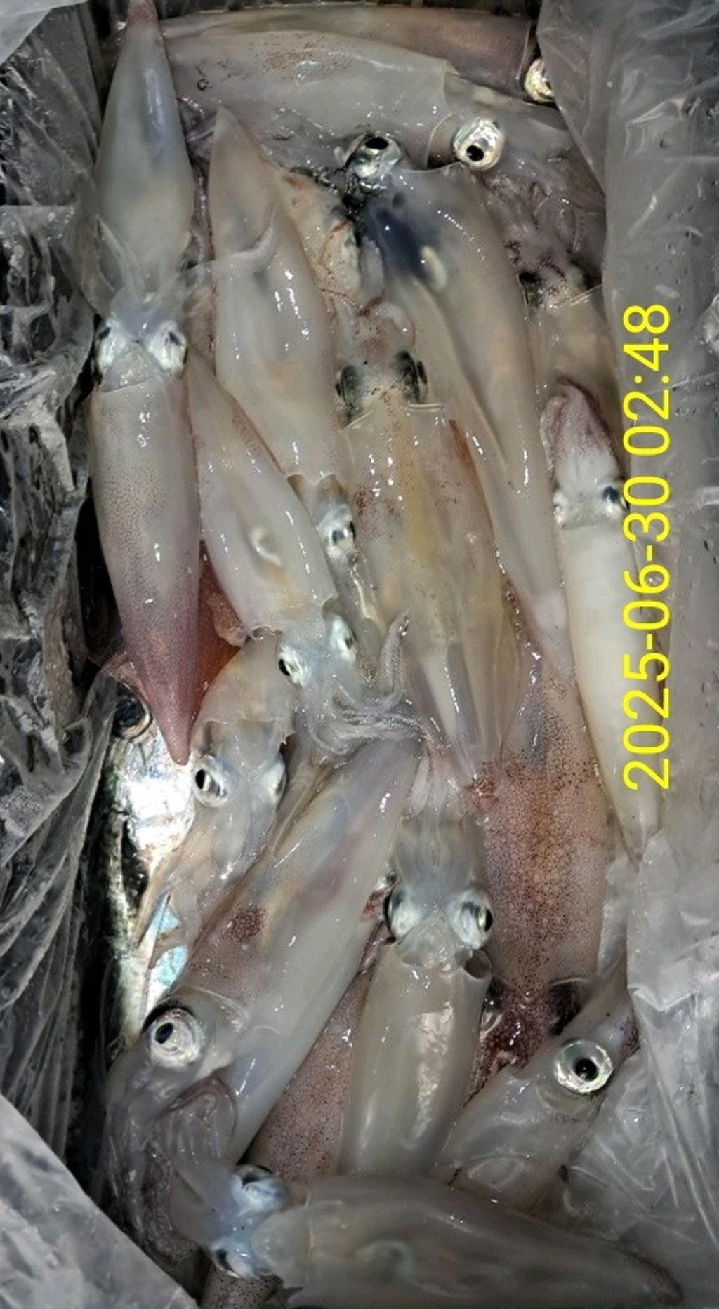 기타 (직접입력), 삼포대교낚시, 낚시뚜