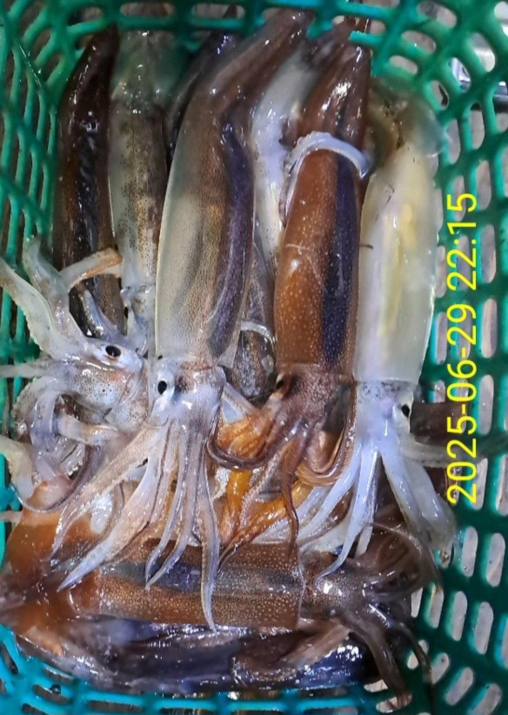 기타 (직접입력), 삼포대교낚시, 낚시뚜