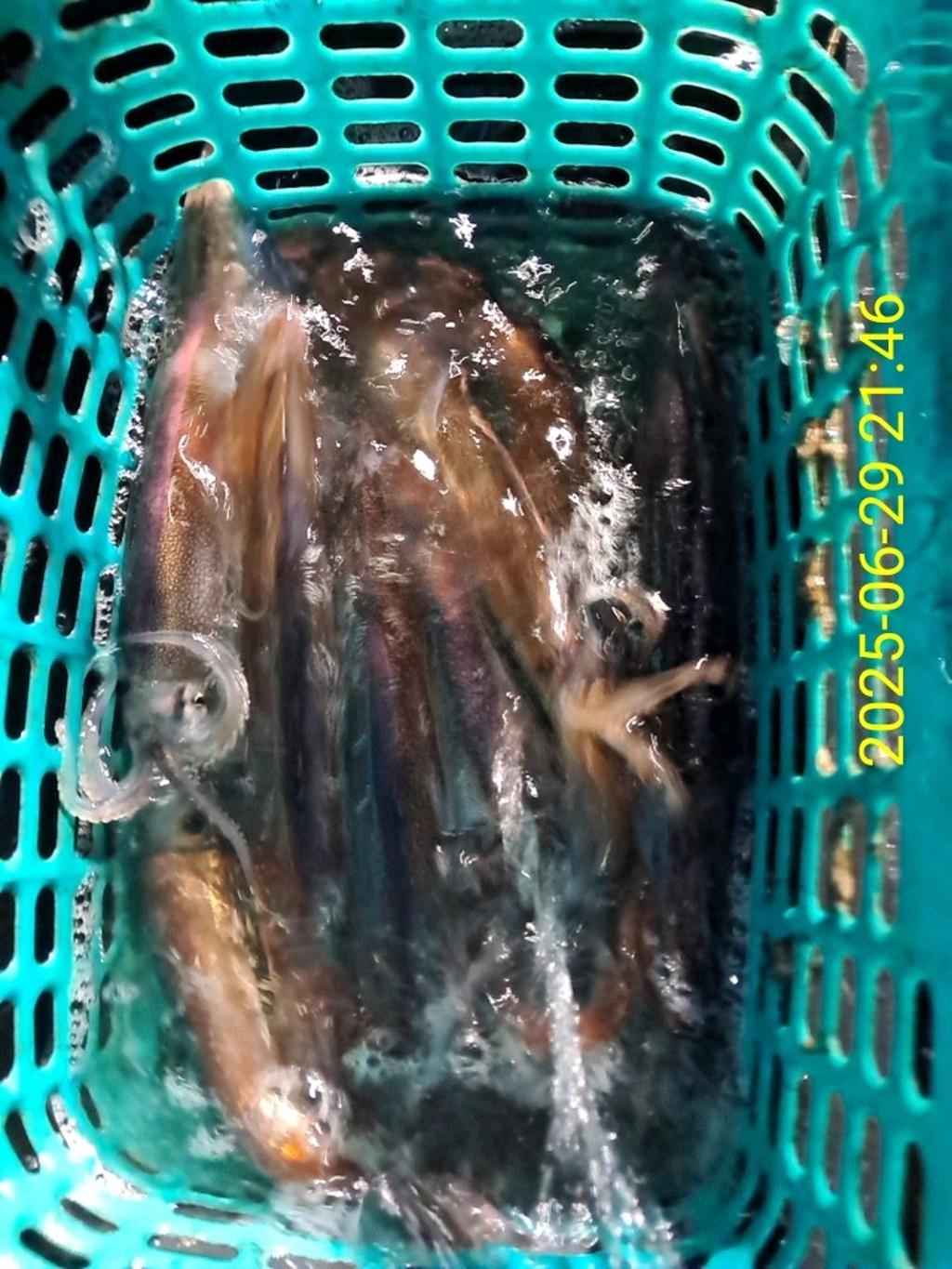 기타 (직접입력), 삼포대교낚시, 낚시뚜