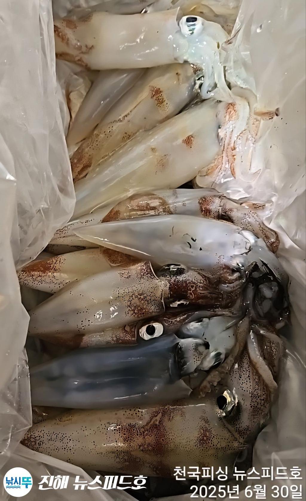 낚시뚜,한치,진해행암항,진해 뉴스피드호,낚시뚜6