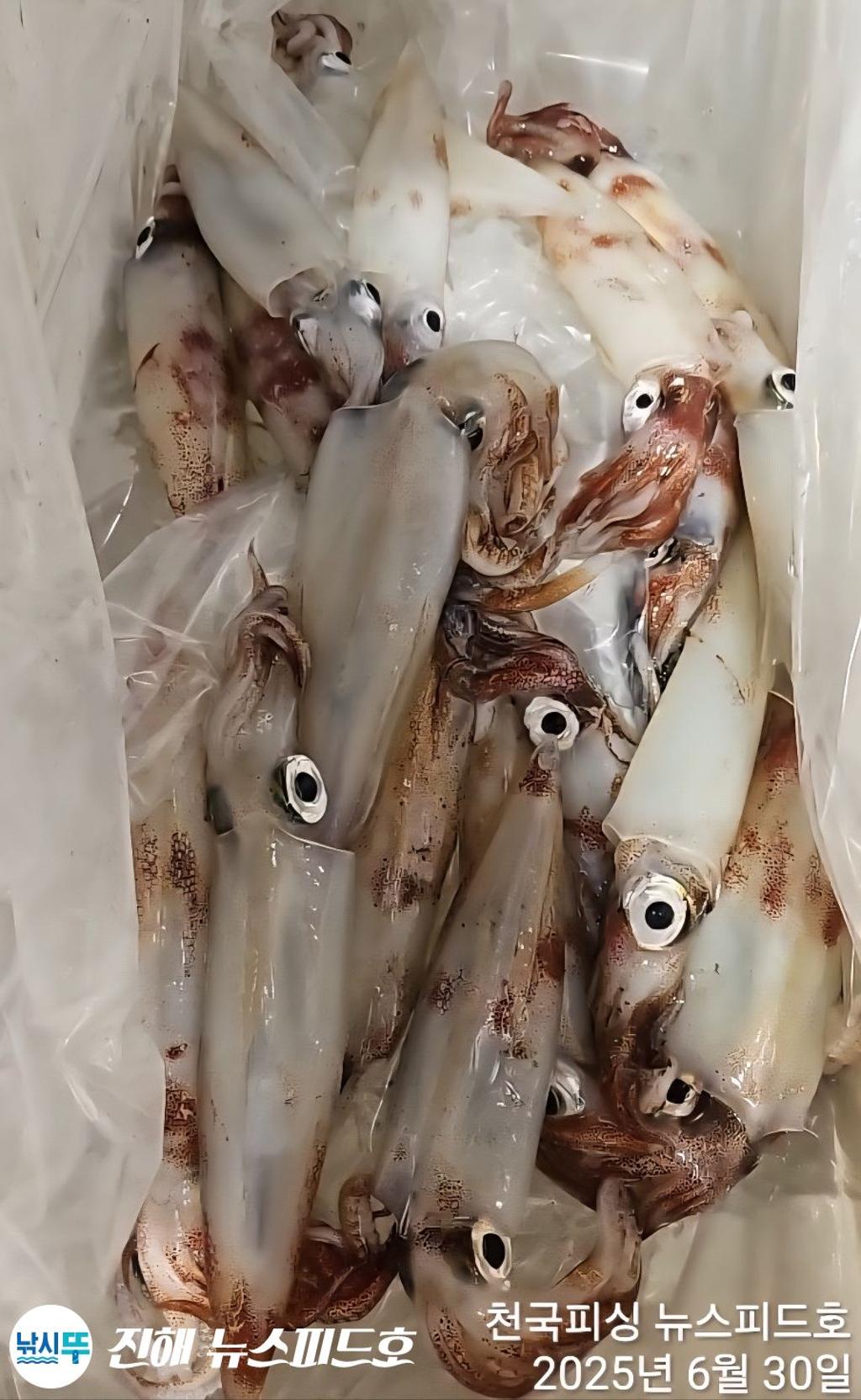 낚시뚜,한치,진해행암항,진해 뉴스피드호,낚시뚜5