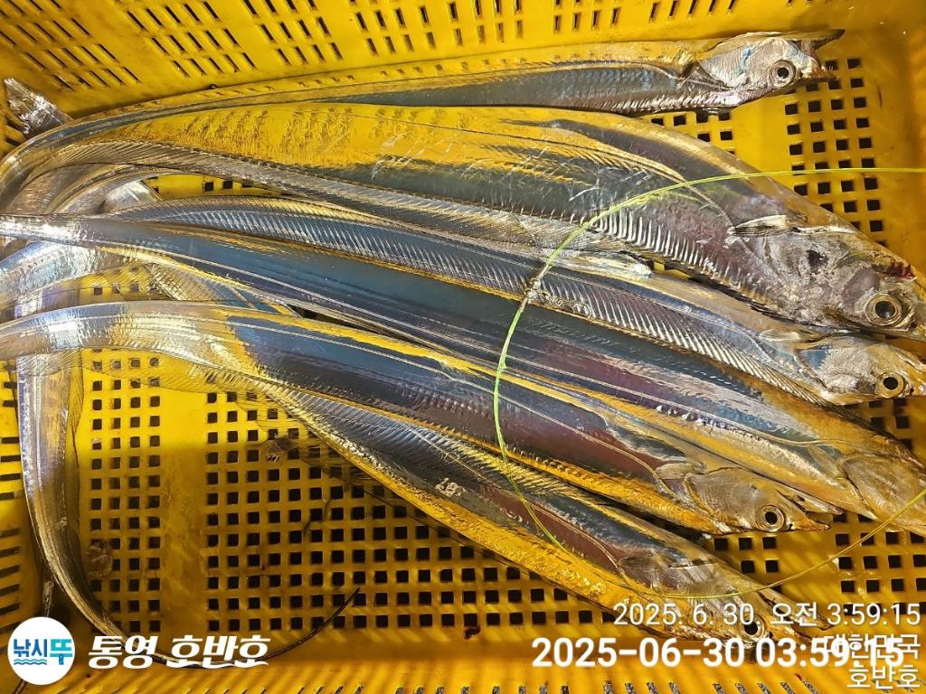 낚시뚜,갈치,한치,통영 신전항,통영호반호,낚시뚜27
