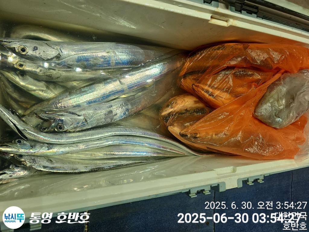 낚시뚜,갈치,한치,통영 신전항,통영호반호,낚시뚜24