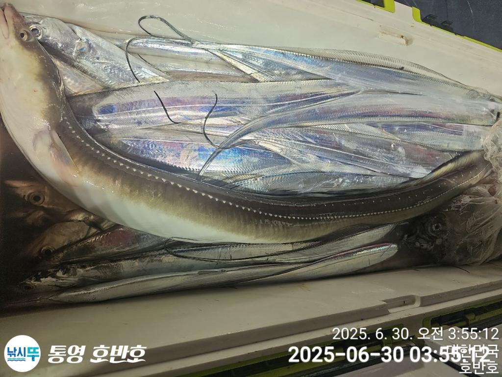 낚시뚜,갈치,한치,통영 신전항,통영호반호,낚시뚜23