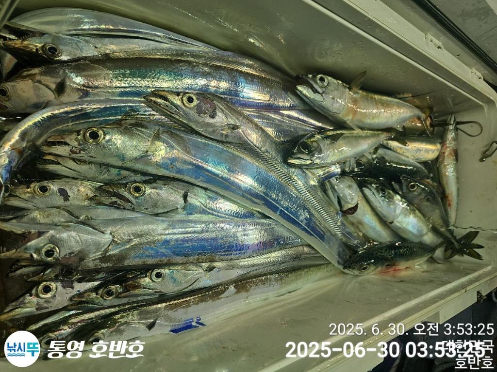 낚시뚜,갈치,한치,통영 신전항,통영호반호,낚시뚜18