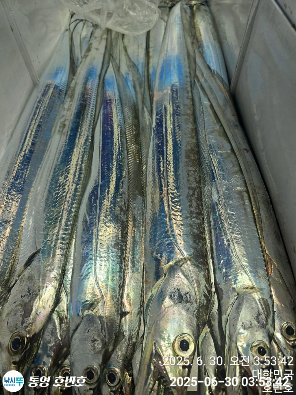 낚시뚜,갈치,한치,통영 신전항,통영호반호,낚시뚜6