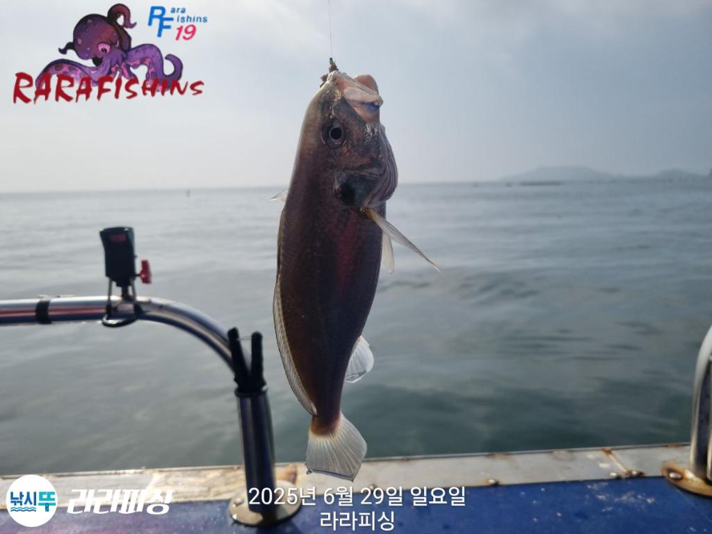 낚시뚜,백조기,속천항(진해),라라피싱,낚시뚜13
