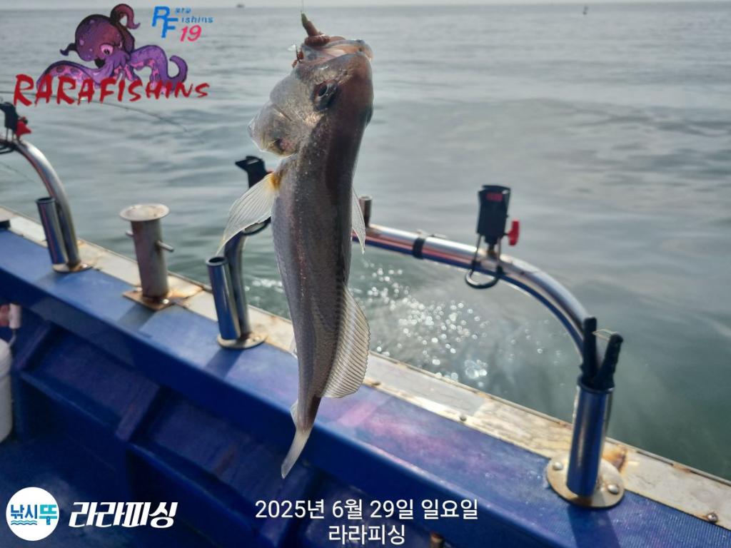 낚시뚜,백조기,속천항(진해),라라피싱,낚시뚜12