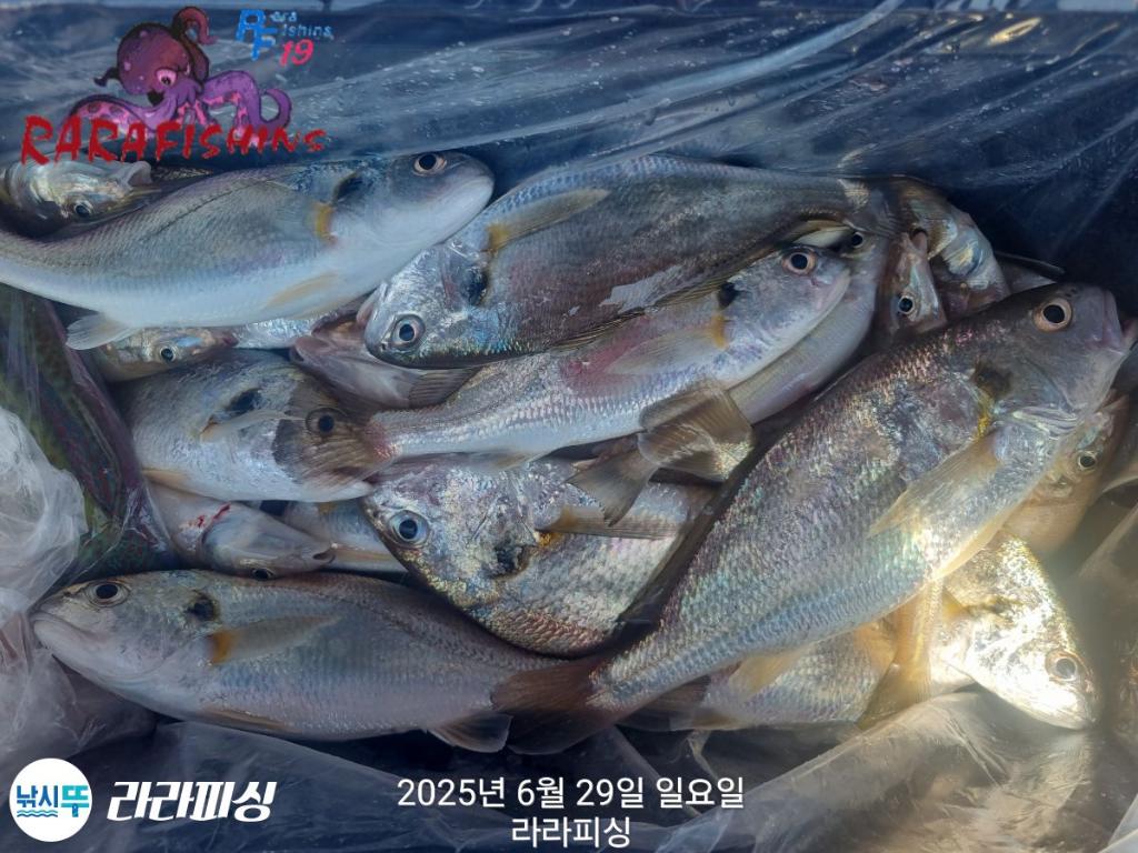 낚시뚜,백조기,속천항(진해),라라피싱,낚시뚜9
