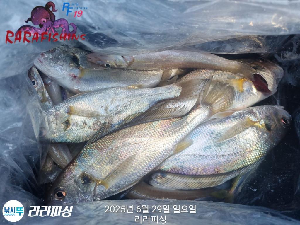 낚시뚜,백조기,속천항(진해),라라피싱,낚시뚜8