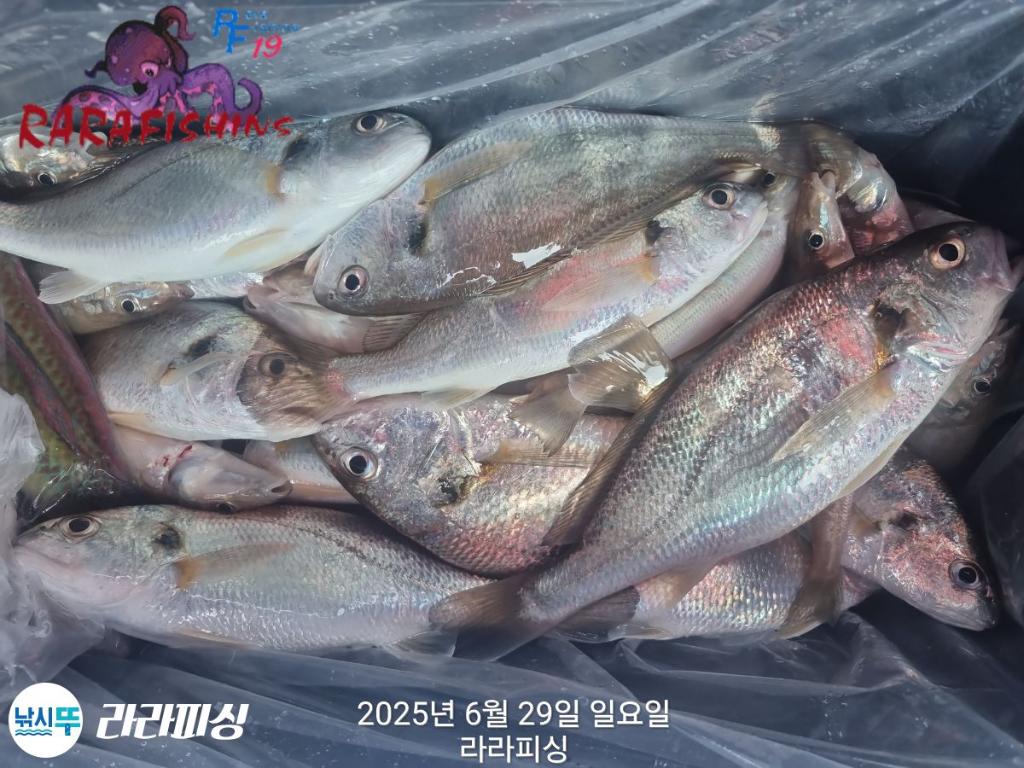 낚시뚜,백조기,속천항(진해),라라피싱,낚시뚜7