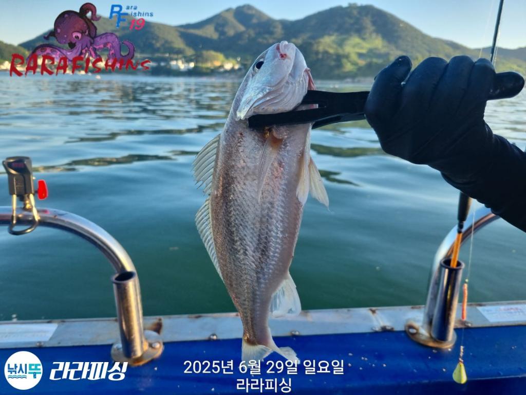 낚시뚜,백조기,속천항(진해),라라피싱,낚시뚜1