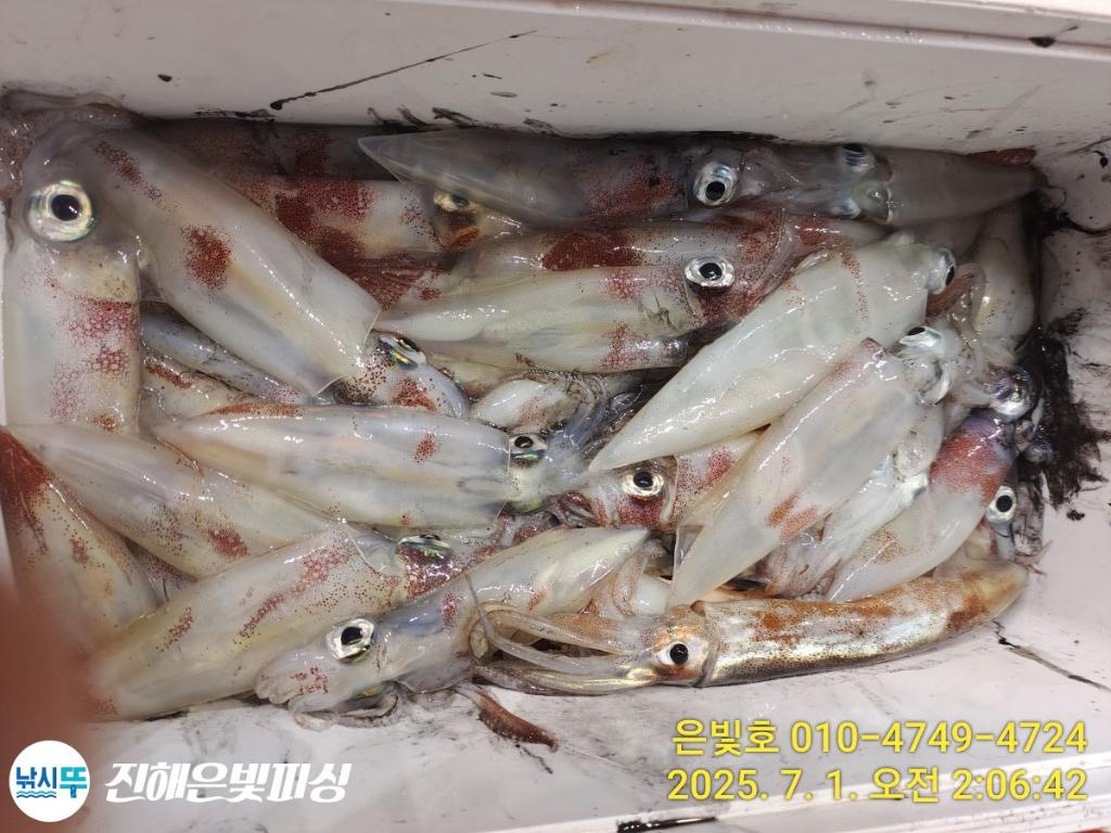 낚시뚜,오징어,한치,진해수도항,진해은빛피싱,낚시뚜13