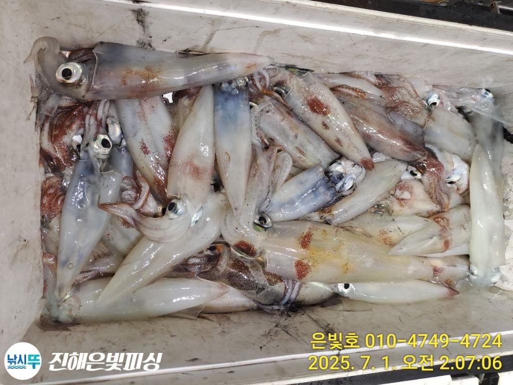 낚시뚜,오징어,한치,진해수도항,진해은빛피싱,낚시뚜12