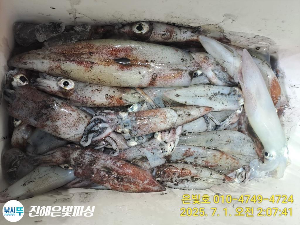 낚시뚜,오징어,한치,진해수도항,진해은빛피싱,낚시뚜10