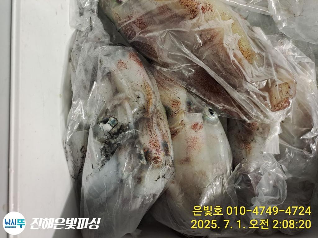 낚시뚜,오징어,한치,진해수도항,진해은빛피싱,낚시뚜9