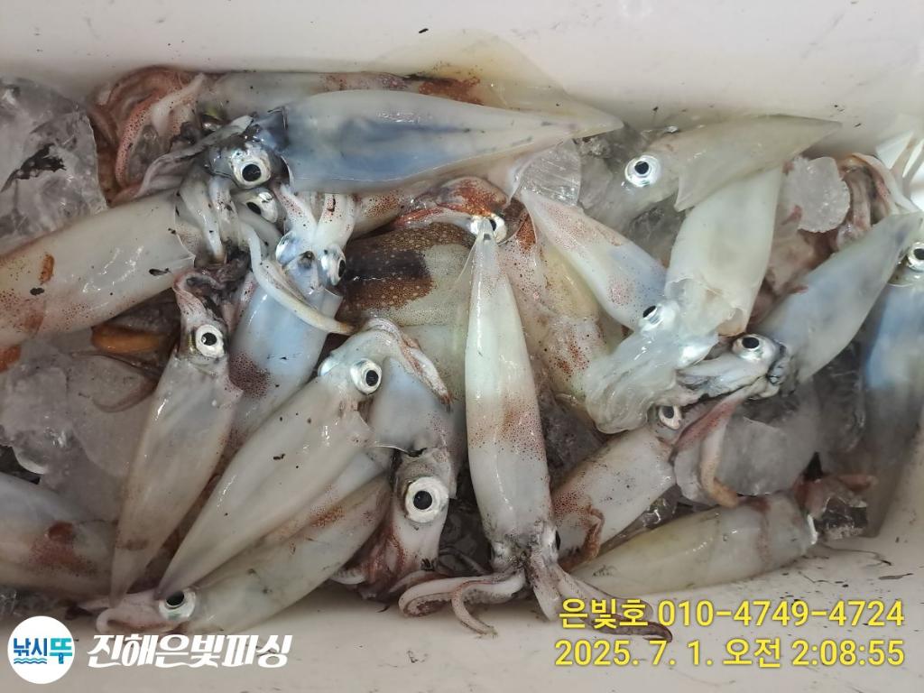낚시뚜,오징어,한치,진해수도항,진해은빛피싱,낚시뚜8