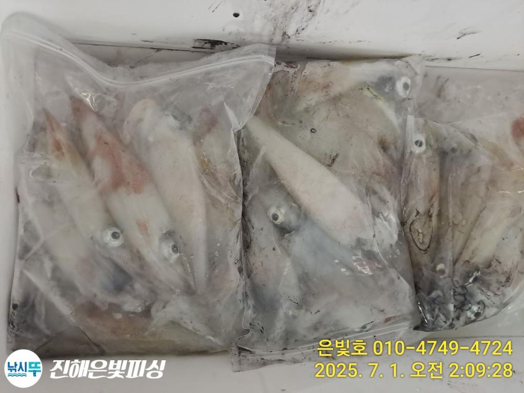낚시뚜,오징어,한치,진해수도항,진해은빛피싱,낚시뚜7