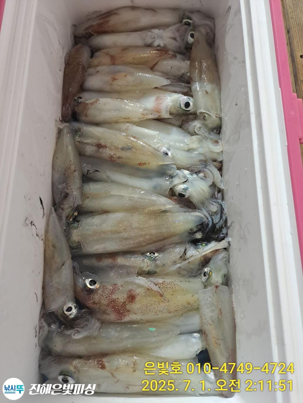 낚시뚜,오징어,한치,진해수도항,진해은빛피싱,낚시뚜4