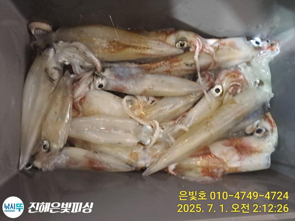 낚시뚜,오징어,한치,진해수도항,진해은빛피싱,낚시뚜3